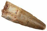 Fossil Spinosaurus Tooth - Real Dinosaur Tooth #215378-1